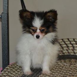 Papillon Puppies from Belladonna Papillons