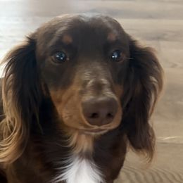 Dachshunds from Cantrell’s Dachshund Den