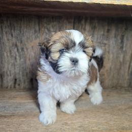 Tucker - Brindle and white male Shih Tzu puppy in Mountain Grove, Missouri from Precious Puppies
