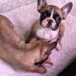 French Bulldog Puppies from For The Love of Frenchies