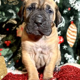 Thalia - Fawn female Great Dane puppy in Scottsburg, Virginia from Virginia Great Danes