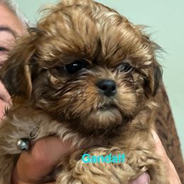 Gandalf - Red and tan male Shih Tzu puppy in Bloomfield, Indiana from Meihem Pups