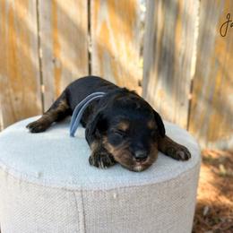 Jasper - Phantom male Bernedoodle puppy in Wamego, Kansas from Doodles of Oz