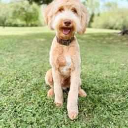Brewer - Goldendoodle