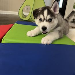Golden Retriever, Miniature American Shepherd, and Siberian Husky Puppies from HuskiesAndGoldensWithFinesse
