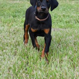 Light pink female. - Black and rust female Doberman Pinscher puppy in Lafayette, Louisiana from Indah Lux Dobermans