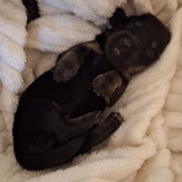 Piper - Black and tan female Dachshund puppy in Hiddenite, North Carolina from Dannie's Doxies