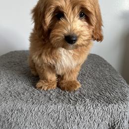 Cavalier King Charles Spaniel, Cavapoochon, and Goldendoodle Puppies from Timshell Farm: Specialty Crossbreed Puppies
