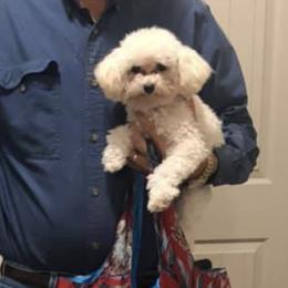 Poodle Puppies from Abbeyroad Poodles