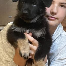 German Shepherd Puppies from High Tide German Shepherds