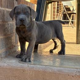 Boy 2 - Gray male Cane Corso puppy in Sienna, Texas from Robinson Elite Corsos