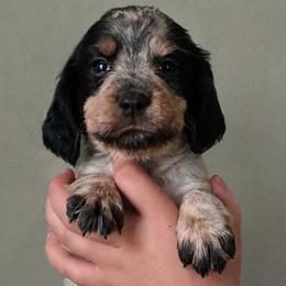 Squirrel - Tri-Roan female English Springer Spaniel puppy in Fort White, Florida from Thunderbird Springers