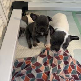 French Bulldog Puppies from The Frenchie Ravine Connection LLC