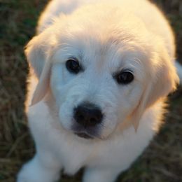 Golden Retriever Puppies from Tipsy Tails Ranch