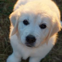 Golden Retriever Puppies from Tipsy Tails Ranch