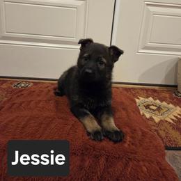 Jessie - Sable female German Shepherd puppy in Cave City, Arkansas from Bayou Valley Shepherds and American Hunt Terriers