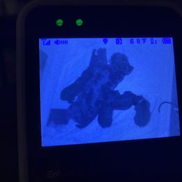 Miniature Schnauzer Puppies from Laurel Crown Schnauzers