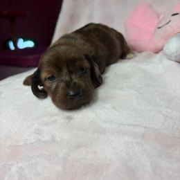 Maple - Dapple female Dachshund puppy in Lake City, Florida from My Ditzy Doxies of Florida