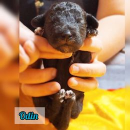 Bedlington Terrier Puppies from Dreamy Muse Bedlingtons