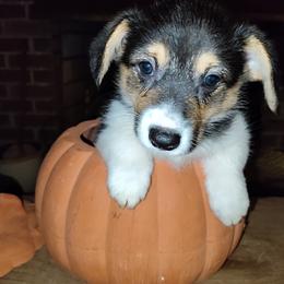 Molly - Black and tan female Pembroke Welsh Corgi puppy in Saltville, Virginia from Kathy's Corgis