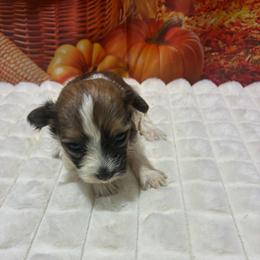 Baxter - Chocolate and white male Havapoo puppy in Brookings, South Dakota from Hofer Pups