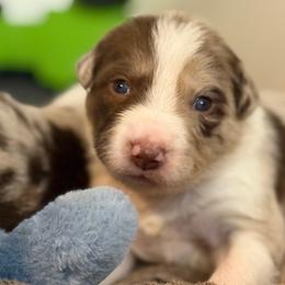 Border Collie Puppies from The Wood Farm