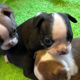 A. Black Female - Black and white female Boston Terrier puppy in Mc Donough, Georgia from Ballard Boston Terriers