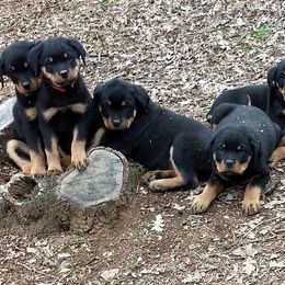 Rottweiler Puppies from Gateway Rottweilers