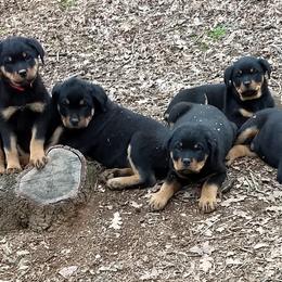 Rottweiler Puppies from Gateway Rottweilers