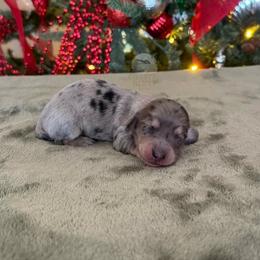 Girl 2 - female Dachshund puppy in Woodbine, Georgia from Coastal Bluff Pups