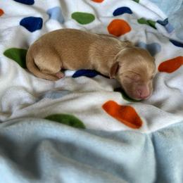 Cello - Cream female Dachshund puppy in Wolf Lake, Indiana from Canisteo Dachshunds