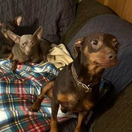 Bruce - Miniature Pinscher