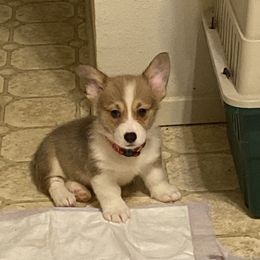 Pembroke Welsh Corgi Puppies from Bluebonnet TLC Kennels