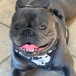 Grogu - French Bulldog