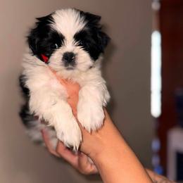 Duke - Black and white male Shih Tzu puppy in Monrovia, California from Sunrise Shihtzu Blossom