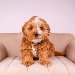Ryan - Red male Bernedoodle puppy in Saratoga Springs, Utah from Saratoga Springs Doodles