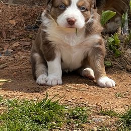Miniature Australian Shepherd and Toy Australian Shepherd Puppies from Crooked Oak Aussies