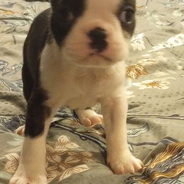 Boston Terrier Puppies from Lotus Life Puppies