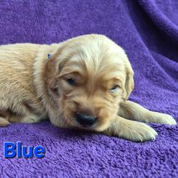 Blue - Dark golden male Golden Retriever puppy in Taft, Tennessee from McGraw's Fetching Pups