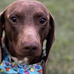 Dachshunds, Labradoodles, and Labrador Retrievers from Muddy Bay Kennels