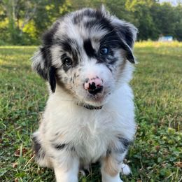 Bingo - Blue merle male Australian Shepherd puppy in Albany County, New York from Allie Acres Australian Shepherds