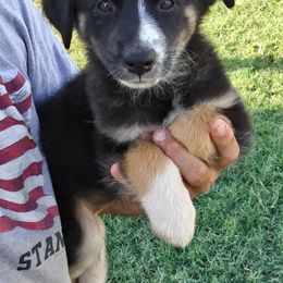 Australian Shepherd Puppies from CassLee Australian Shepherds