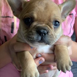 Boston Terrier, Companion Cross, and French Bulldog Puppies from High Plains French Bulldogs,Boston Terriers and Frenchtons.