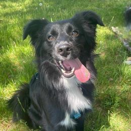 Junie - Miniature Australian Shepherd