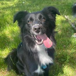 Junie - Miniature Australian Shepherd