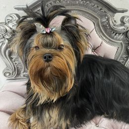 Piper - Yorkshire Terrier