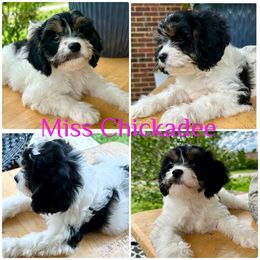 Miss Chickadee - Tri-color female Cavapoo puppy in Cameron, South Carolina from Sassy Sailor & Company