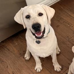 Zig - Labrador Retriever