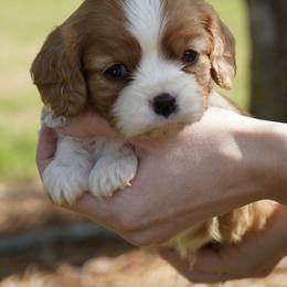 Alister - Blenheim male Cavalier King Charles Spaniel puppy in Lula, Georgia from Cavaliers by Crumley