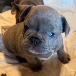 Mr Smith - Blue male French Bulldog puppy in Deer Park, Texas from Lots of Ropes French Bulldogs